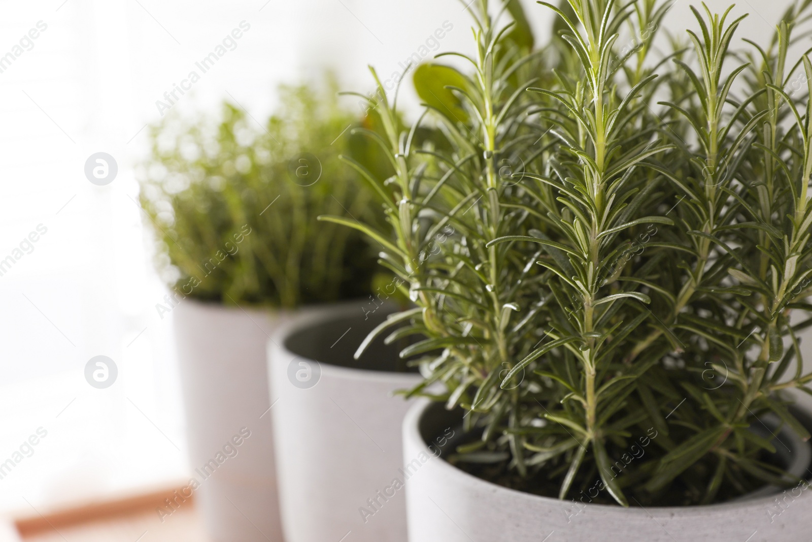 Photo of Pot with rosemary and other aromatic herbs indoors, closeup