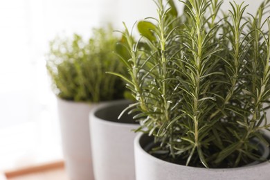 Photo of Pot with rosemary and other aromatic herbs indoors, closeup