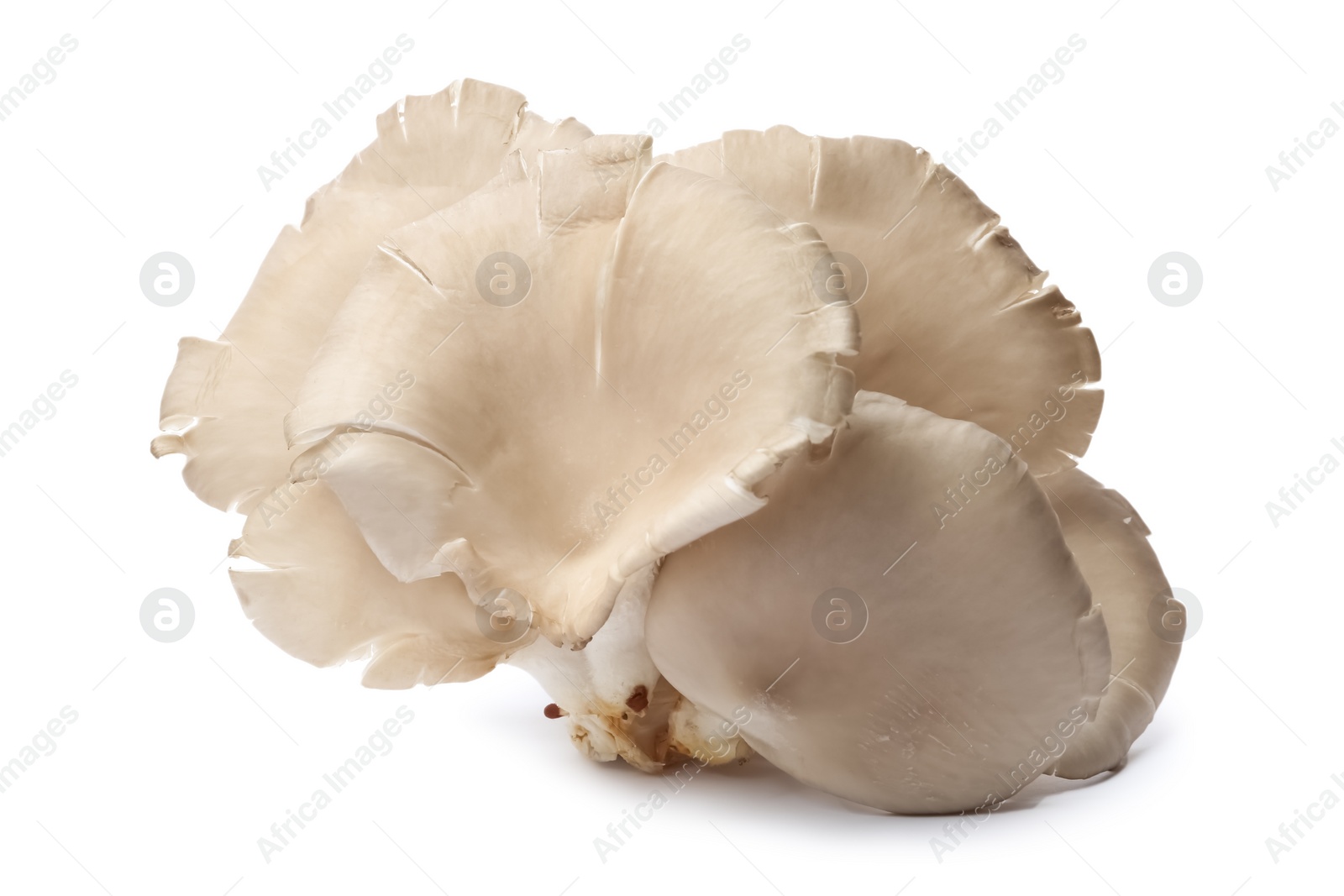 Photo of Delicious organic oyster mushrooms on white background