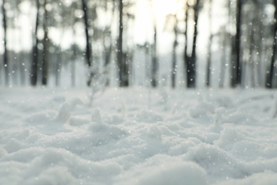 Photo of Ground covered with snow in forest, closeup