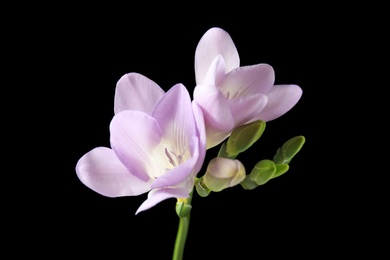 Beautiful freesia with fragrant flowers on black background