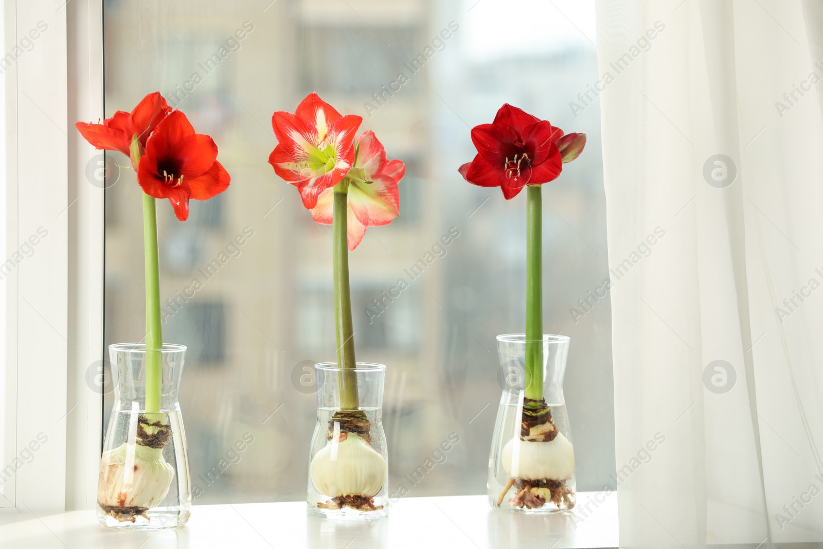 Photo of Beautiful red amaryllis flowers on window sill indoors