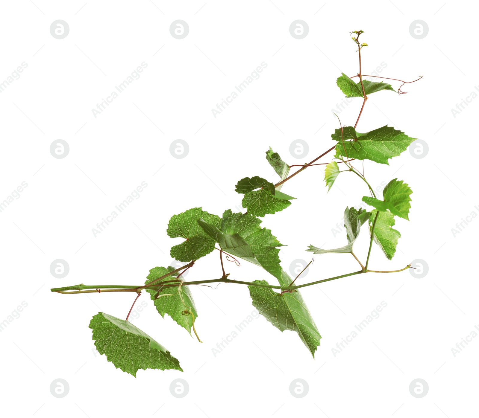 Photo of Fresh grapevine with leaves isolated on white