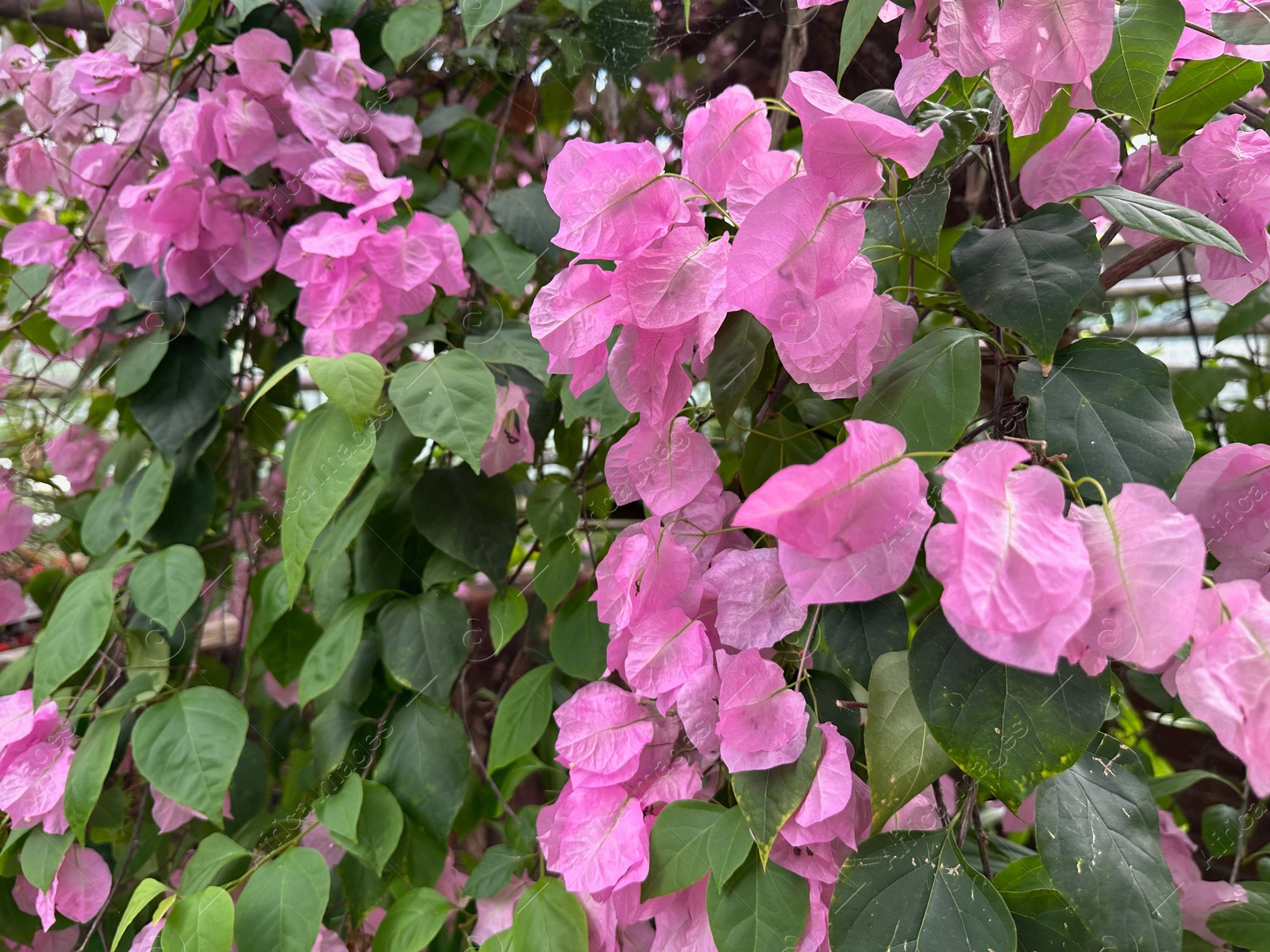 Photo of Beautiful Bougainvillea shrub with pink flowers growing in botanic garden