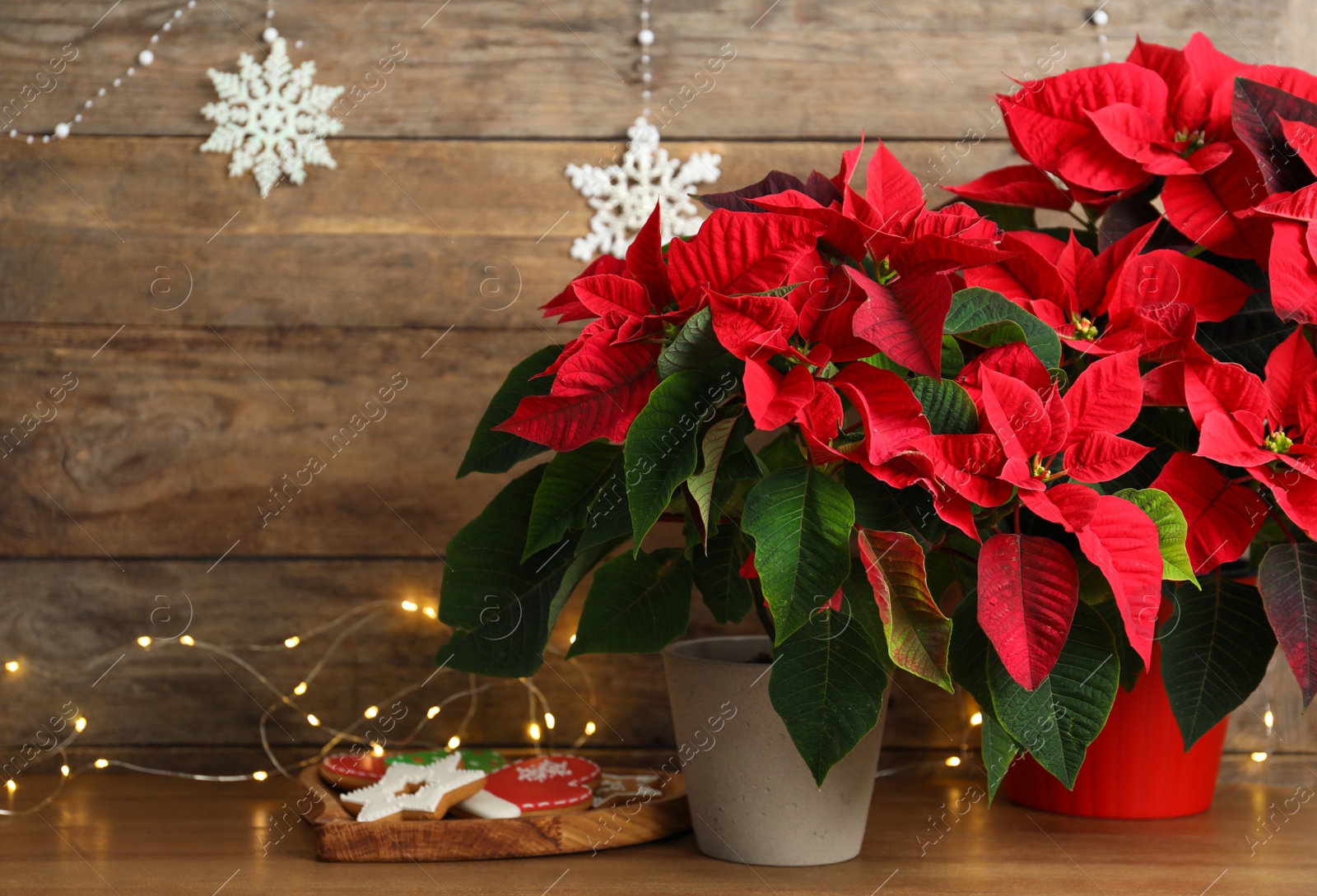 Photo of Poinsettia (traditional Christmas flower), cookies and string lights on wooden table