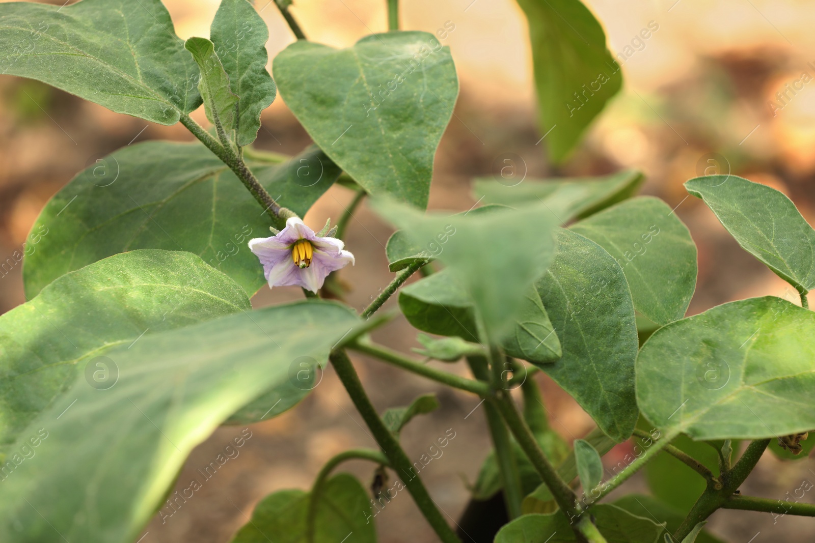 Photo of Blooming eggplant flower growing on stem outdoors