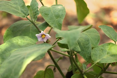 Blooming eggplant flower growing on stem outdoors