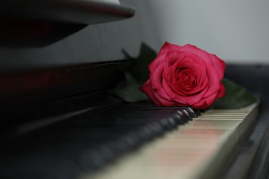 Photo of Beautiful pink rose and musical notes on piano, space for text