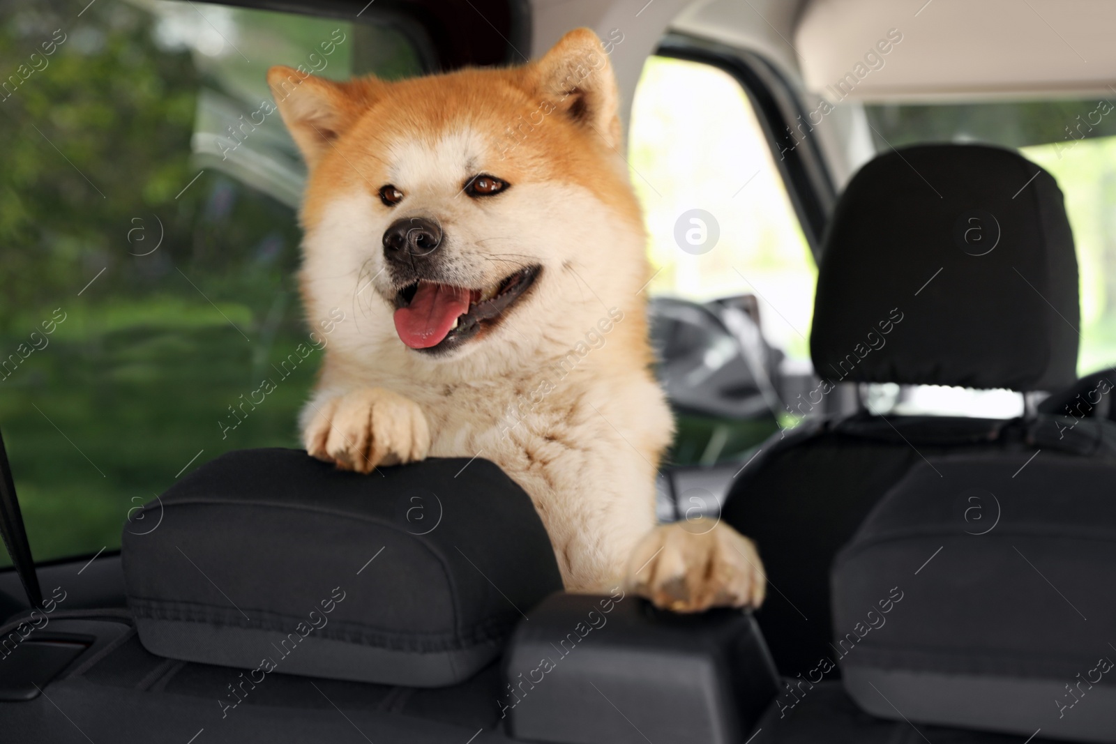 Photo of Cute fluffy Akita Inu dog in car