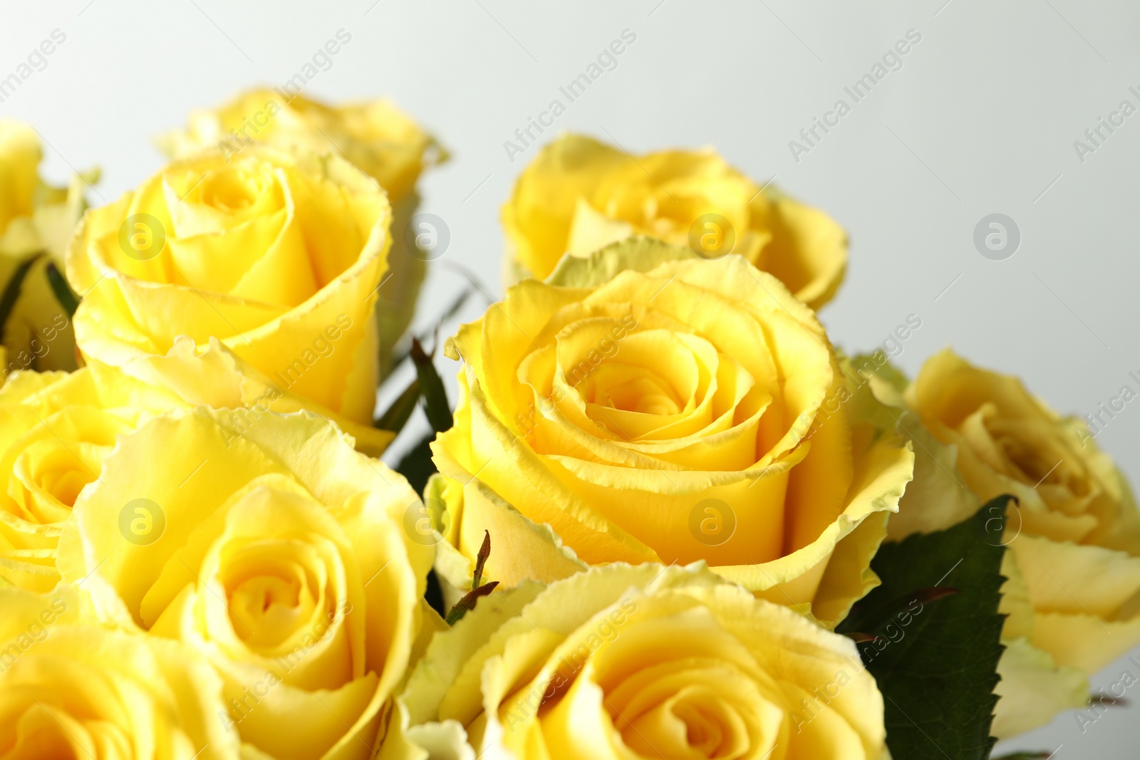 Photo of Beautiful bouquet of yellow roses on light grey background, closeup