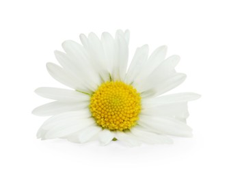 Photo of One beautiful daisy flower on white background