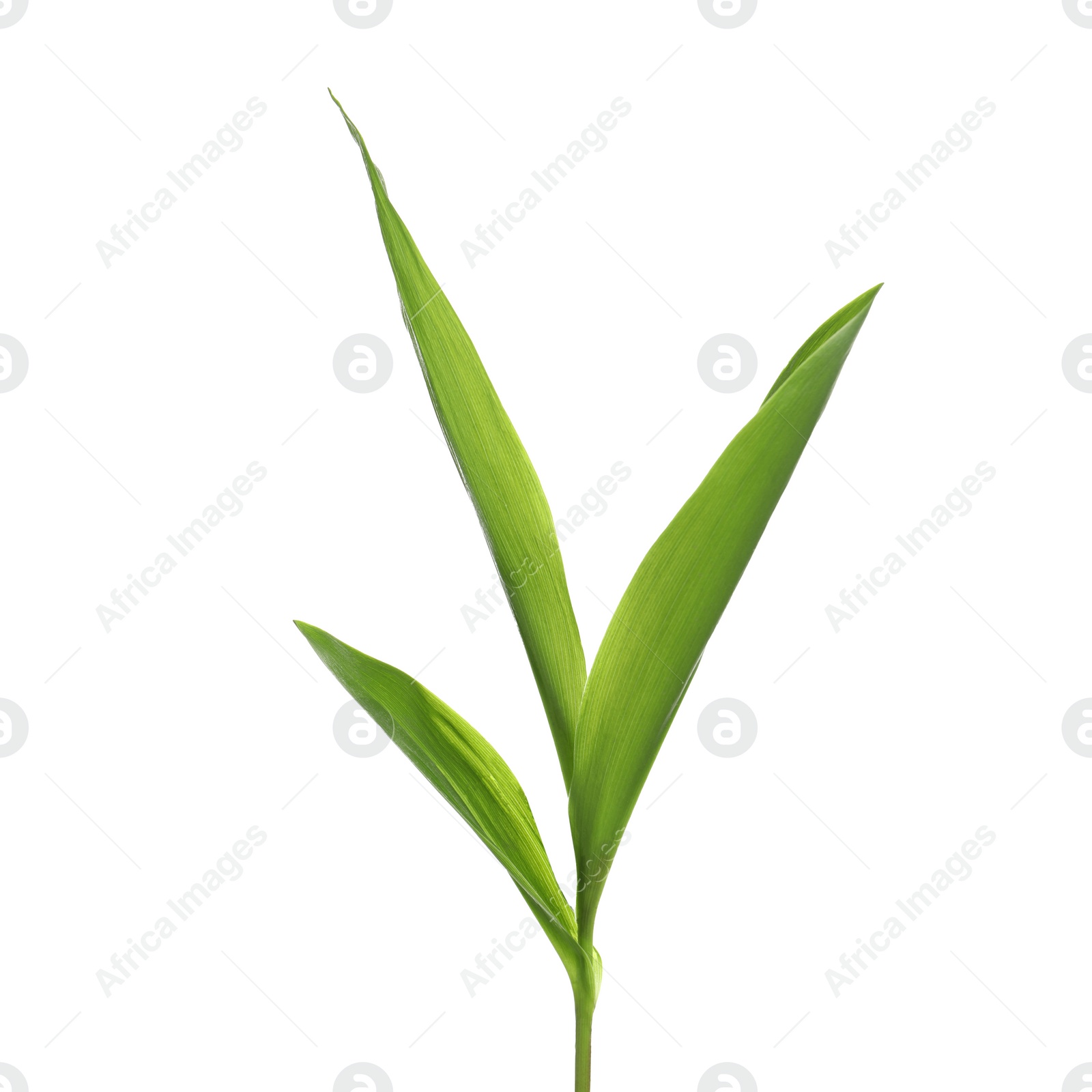 Photo of Beautiful lily of the valley leaves on white background