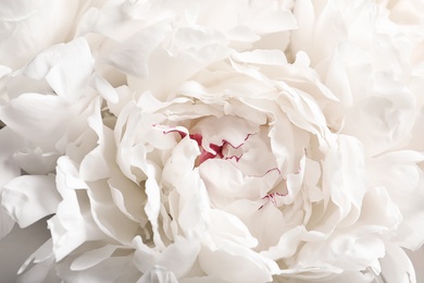 Photo of Beautiful blooming peony flower as background, closeup