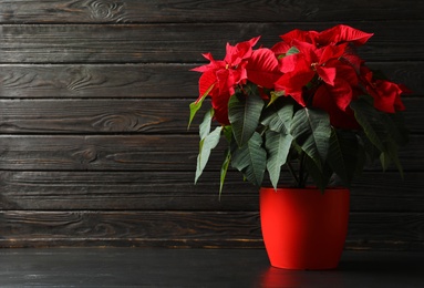 Photo of Pot with poinsettia (traditional Christmas flower) on table against wooden background. Space for text