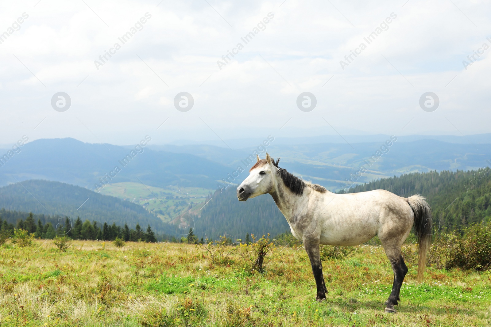 Photo of Beautiful horse and mountain forest on background