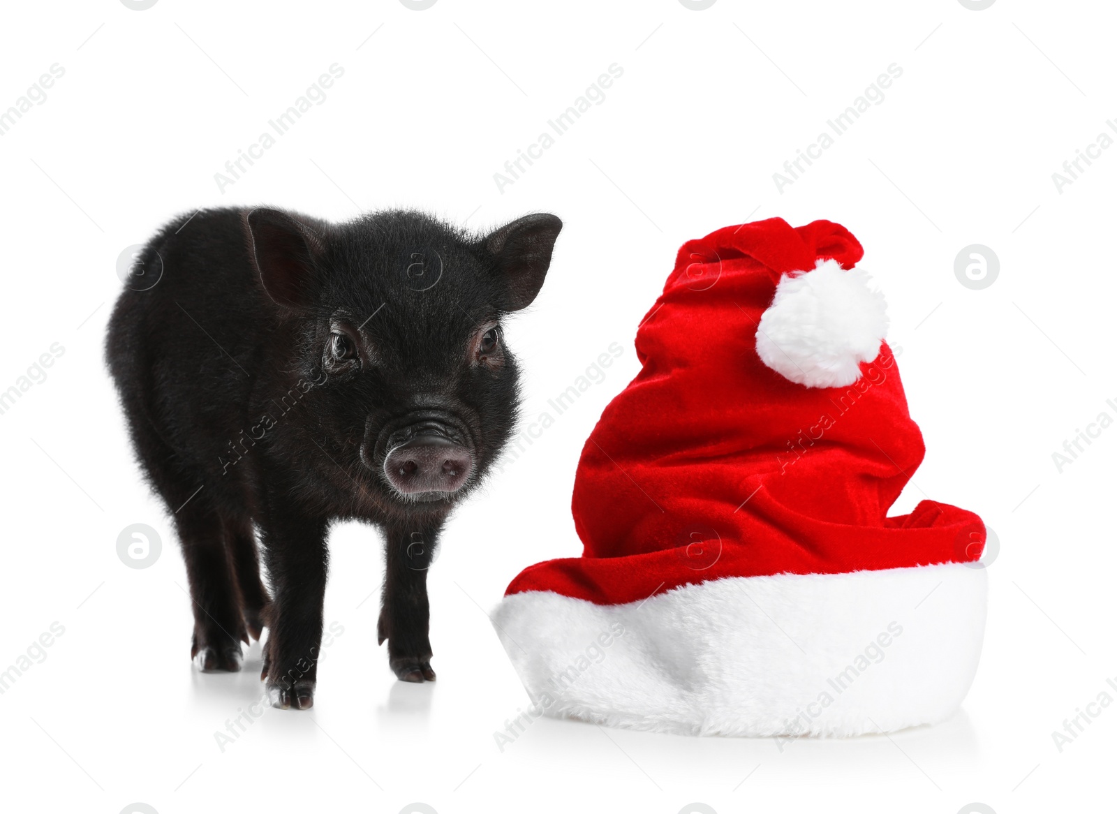 Photo of Adorable black mini pig with Santa hat on white background