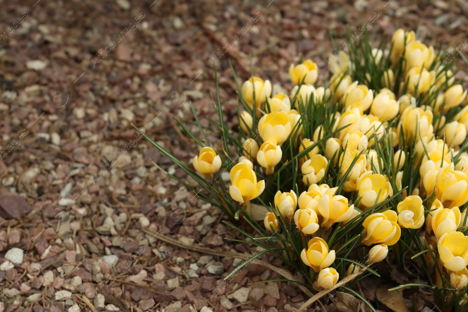 Photo of Beautiful yellow crocus flowers growing in garden