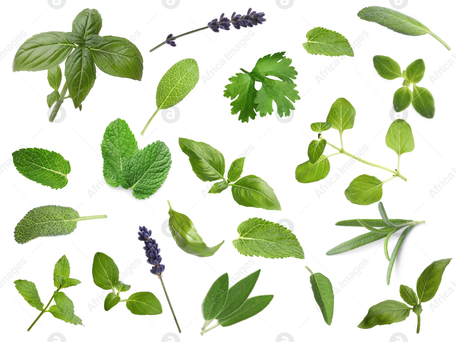 Image of Collection of different aromatic herbs on white background