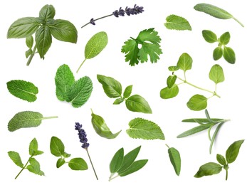 Image of Collection of different aromatic herbs on white background