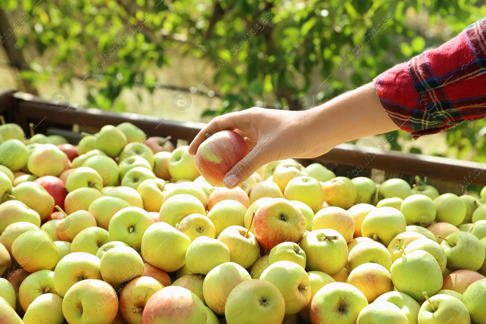 Photo of Woman holding apple above crate in garden, closeup