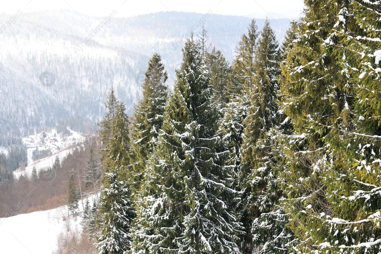 Photo of Beautiful view of conifer forest on snowy winter day