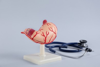 Photo of Human stomach model and stethoscope on light grey background