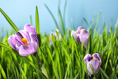 Photo of Fresh green grass and crocus flowers on light blue background, closeup. Spring season