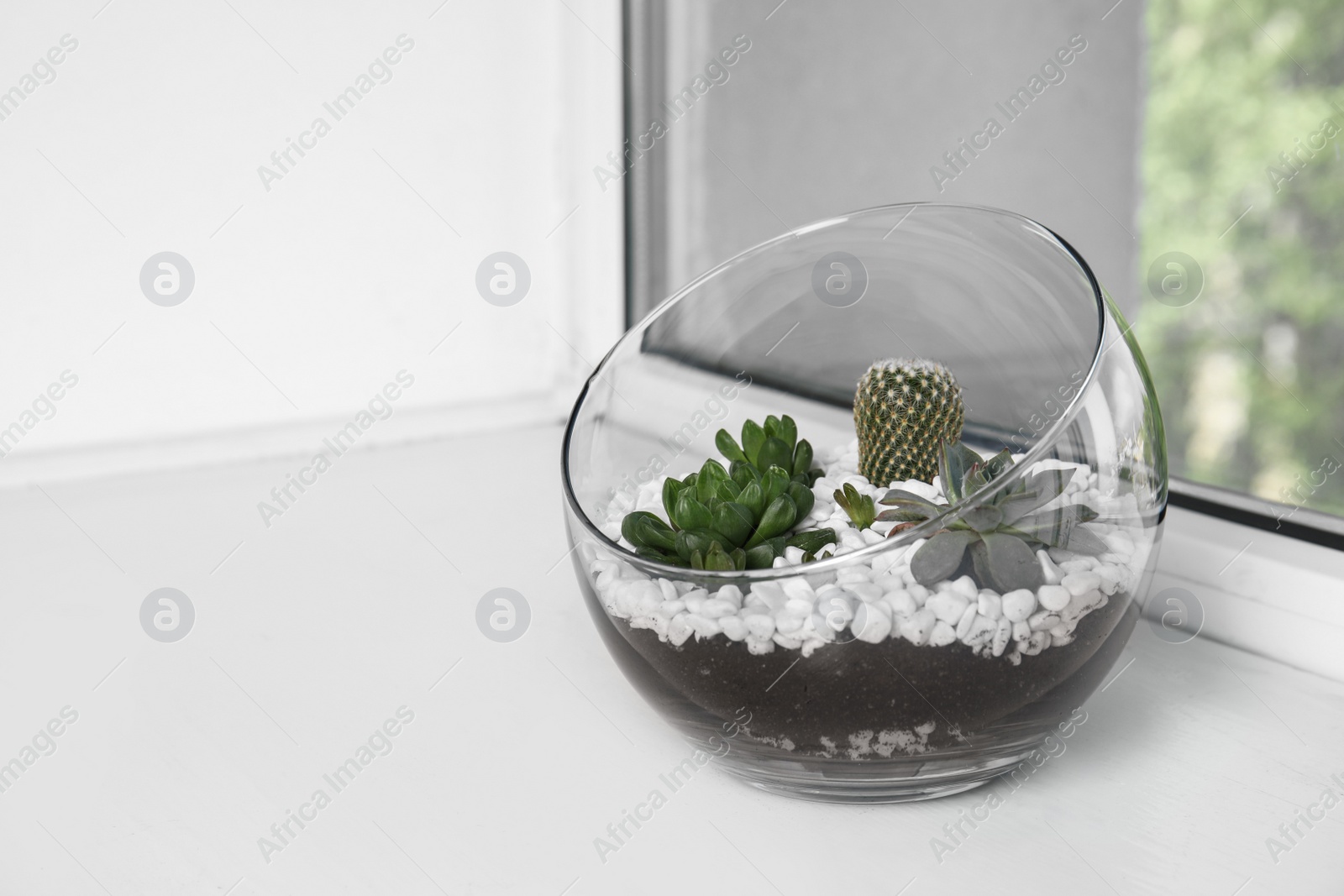 Photo of Glass florarium with different succulents on windowsill, space for text