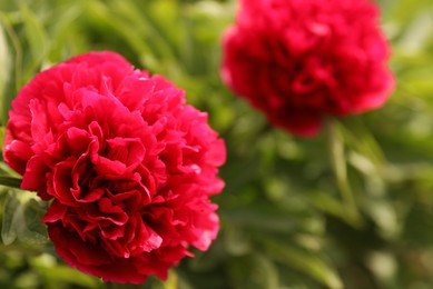 Photo of Beautiful red peony outdoors on spring day, closeup