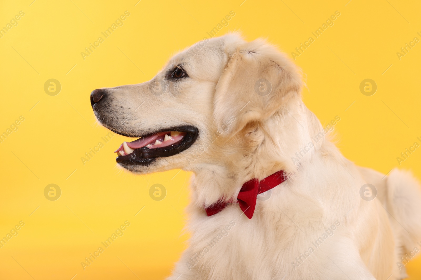 Photo of Cute Labrador Retriever with stylish bow tie on yellow background