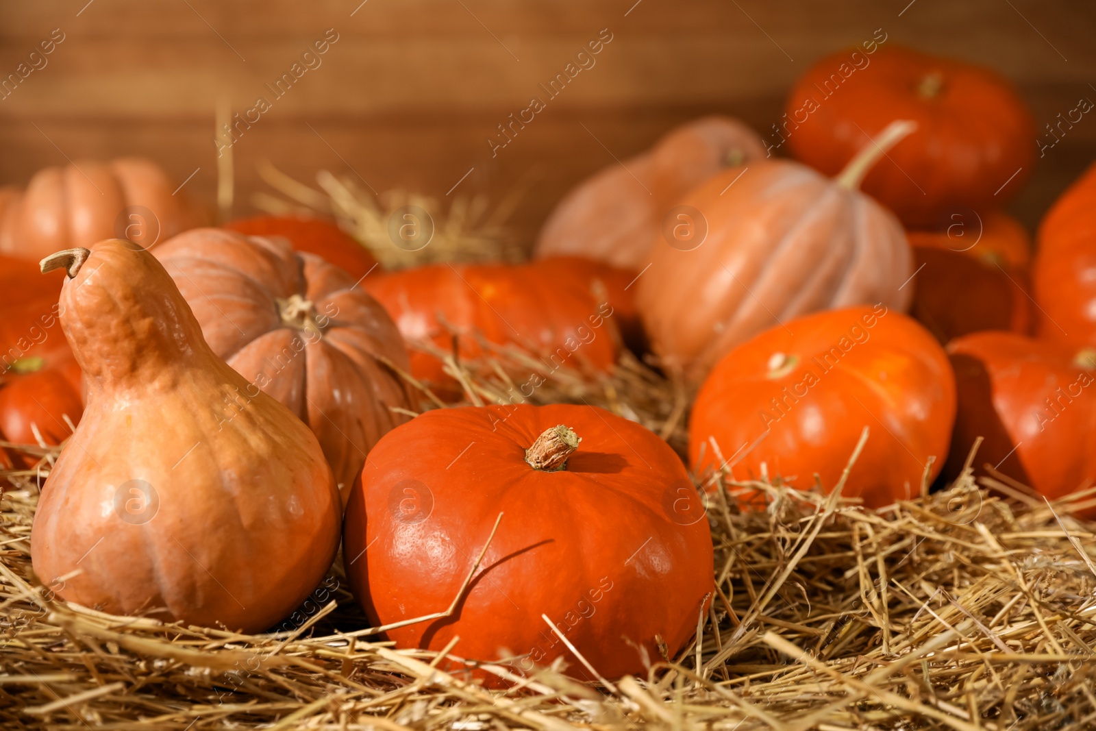 Photo of Fresh orange pumpkins on dry hay in barn