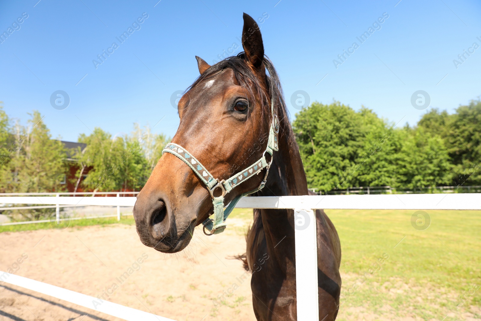 Photo of Bay horse in paddock on sunny day. Beautiful pet