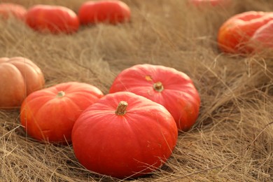 Photo of Ripe orange pumpkins among dry grass in field