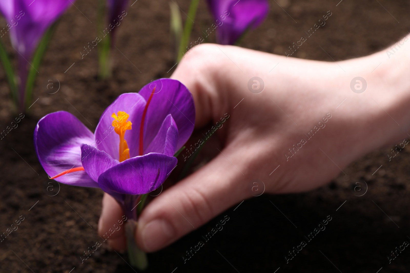 Photo of Woman with beautiful Saffron crocus flower outdoors, closeup