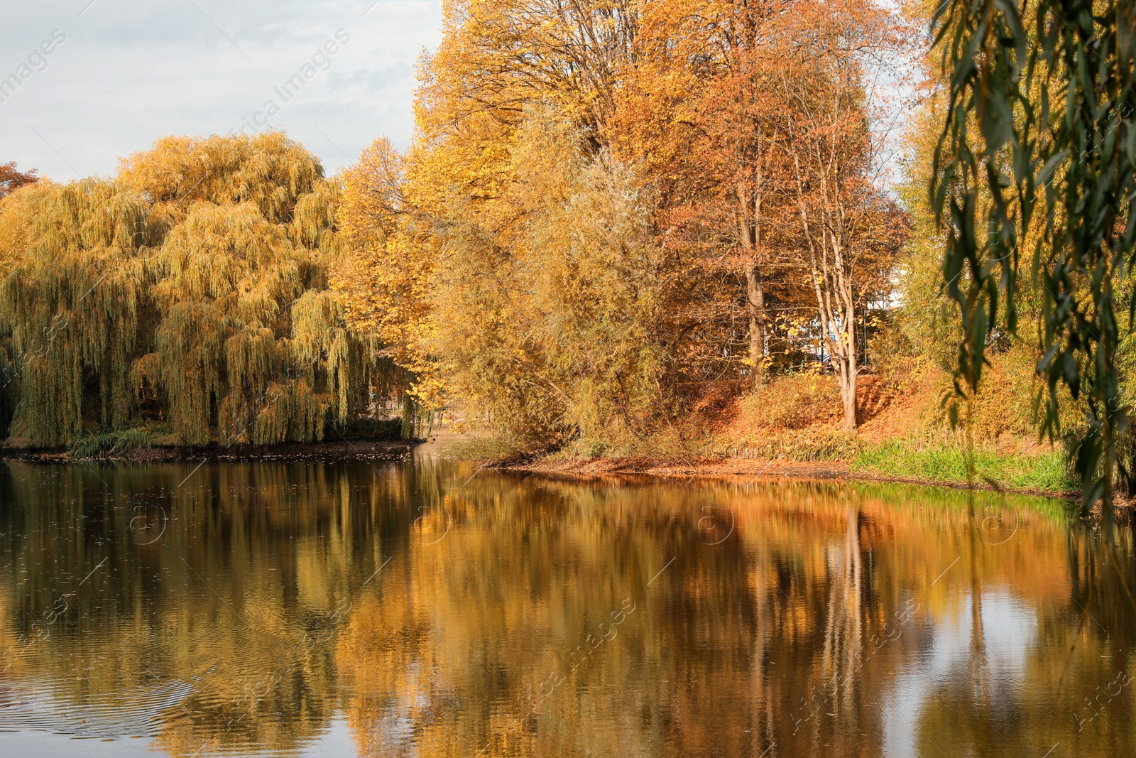 Photo of Beautiful park with yellowed trees and lake