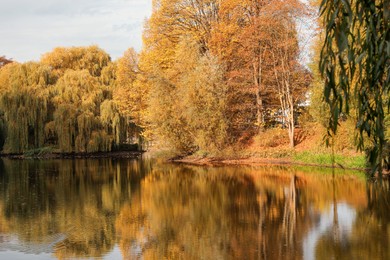 Beautiful park with yellowed trees and lake