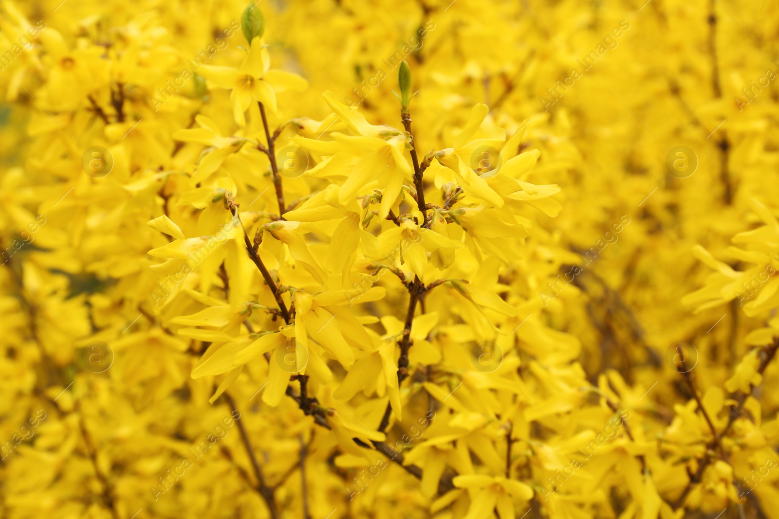 Photo of Spring blooming Forsythia shrub with many beautiful flowers as background
