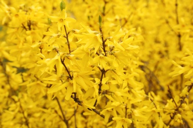 Photo of Spring blooming Forsythia shrub with many beautiful flowers as background