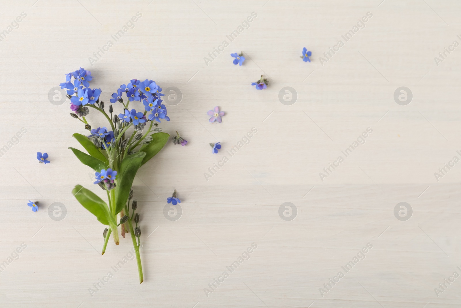 Photo of Beautiful blue forget-me-not flowers on white wooden table, top view. Space for text