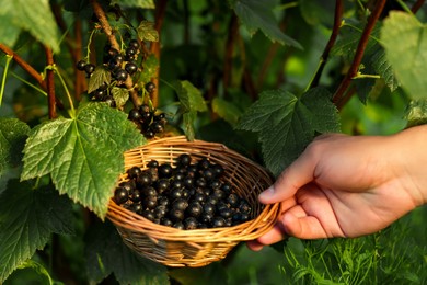 Photo of Woman holding wicker bowl with ripe blackcurrants outdoors, closeup