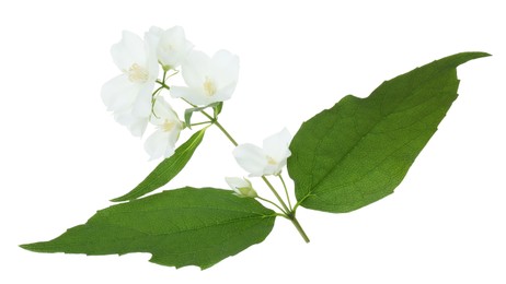 Photo of Branch of jasmine flowers and leaves isolated on white