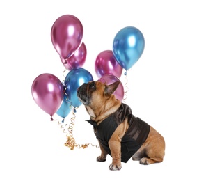 Photo of Funny French bulldog in elegant vest with balloons on white background