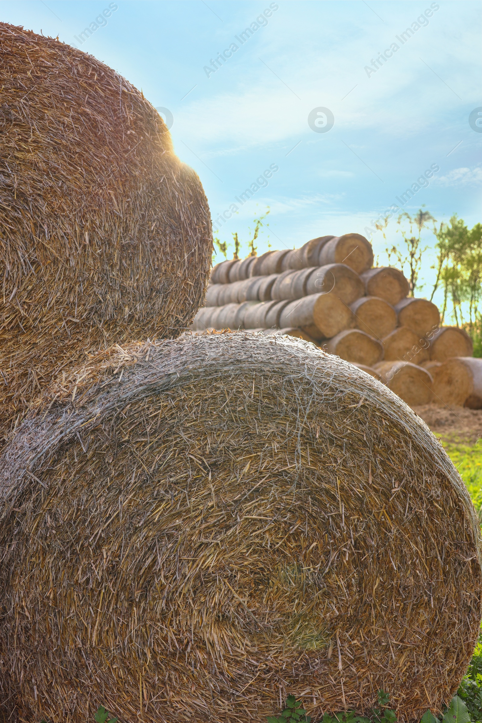 Photo of Many hay bales outdoors on sunny day, closeup