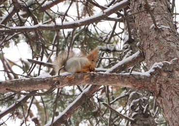 Photo of Cute squirrel on conifer tree in snowy forest