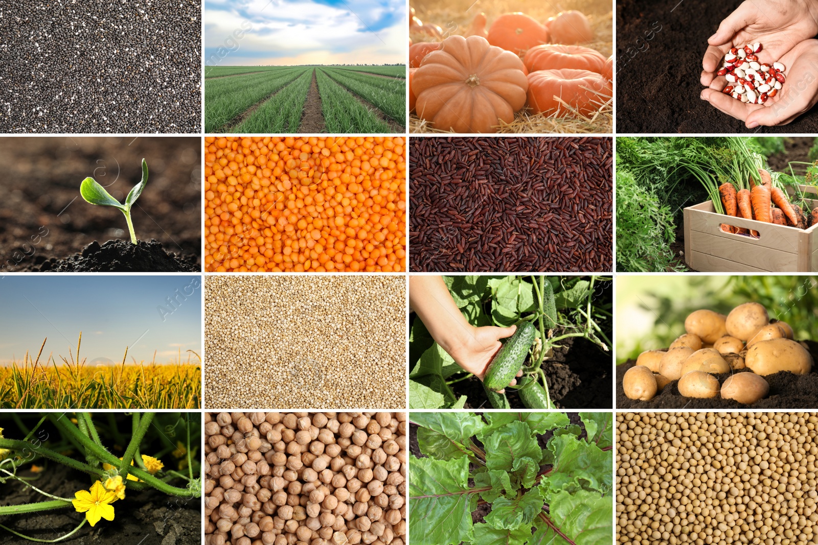 Image of Collage with different photos of vegetables, legumes and seeds. Vegan lifestyle