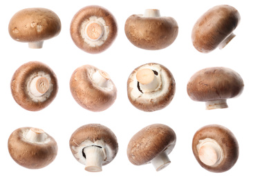  Set with fresh champignon mushrooms on white background