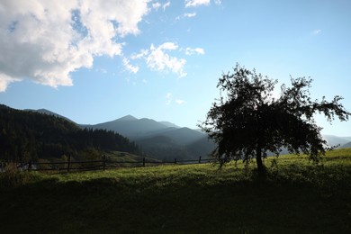 Beautiful tree on green mountain hill in morning