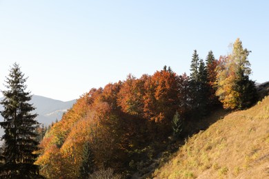 Picturesque view of beautiful mountain forest in autumn