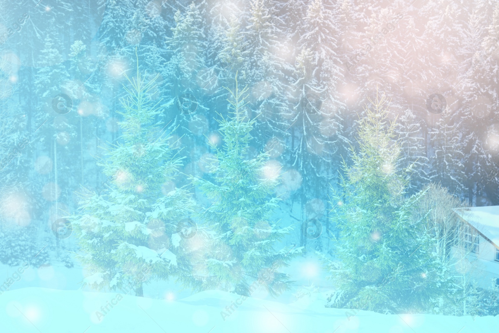 Image of Picturesque view of snowy coniferous forest on winter day. Blue tone