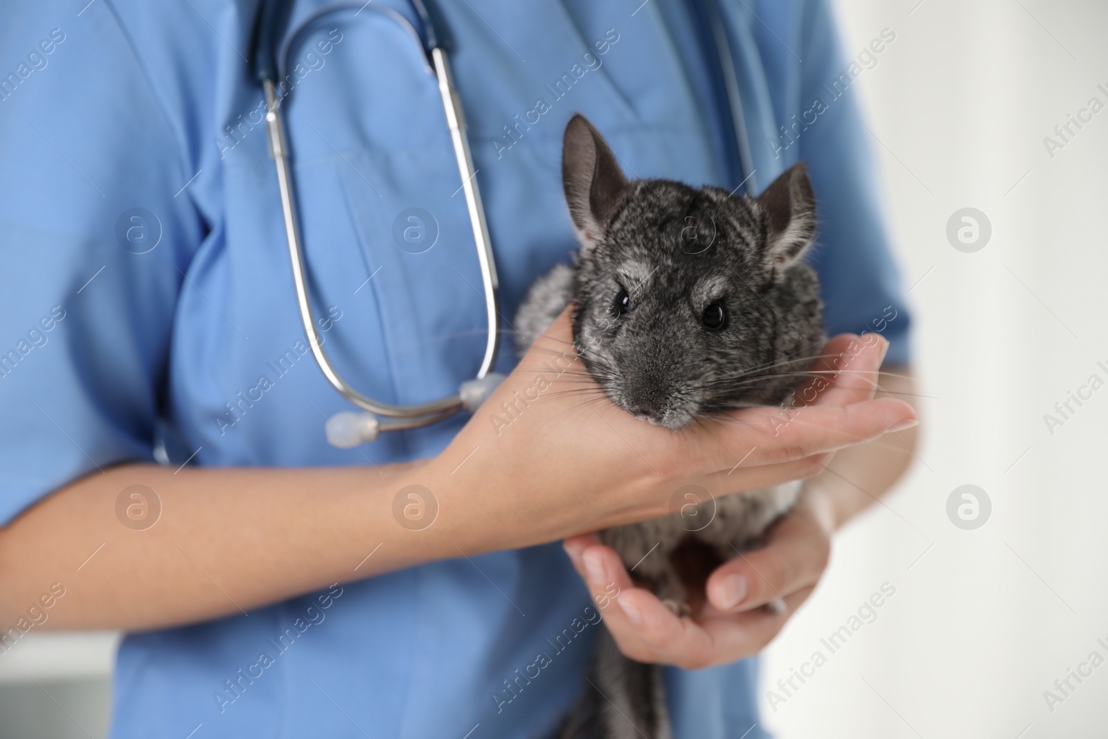 Photo of Professional veterinarian with chinchilla on light background, closeup